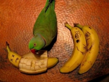 papagei banane