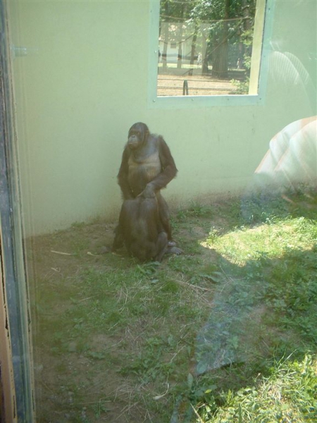 Der glücklichste Affe im Zoo