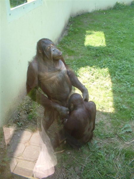 Der glücklichste Affe im Zoo II