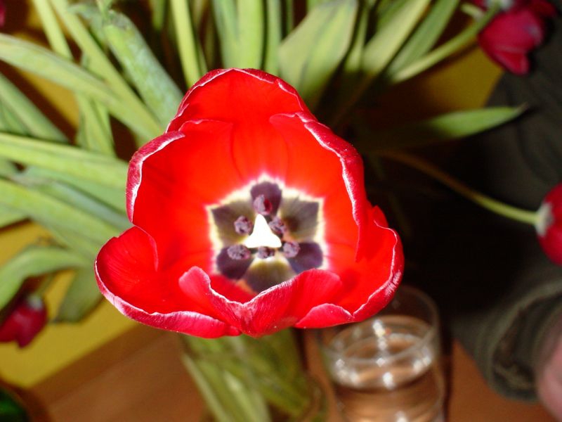 Tulpe Frontal