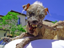 Hübscher Hund