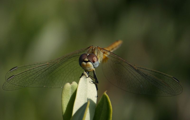 Libelle in Südfrankreich