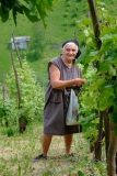 Papst Benedikt bei der Weinlese