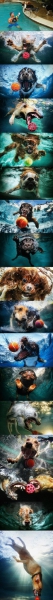 Diving dogs